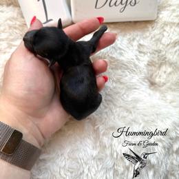 Yorkshire Terrier Puppies from Hummingbird Farm & Gardens