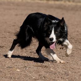 Spud - Border Collie