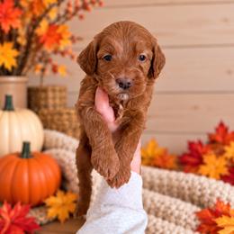 Ember - Red Collar - Red  female Goldendoodle puppy in Billings, Montana from Montana Raised Doodles