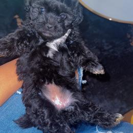 Daisy - Black and white female Shihpoo puppy in Cane Savannah, South Carolina from Dws_kennelservices