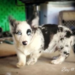 Boy 1 - Blue merle and white male Cardigan Welsh Corgi puppy in Natchitoches. La, Louisiana from Bleu Bayou Corgis
