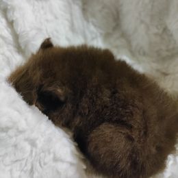 Pomeranian Puppies from Cutie Poms