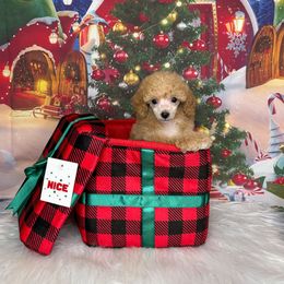 Divinity - Red  male Poodle puppy in Wheatland, California from Sapphire Ridge Poodles