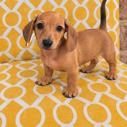 Boy 3 - Red male Dachshund puppy in Wortham, Texas from Amber's Mini Weenies