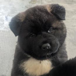Akita Puppies from Akita Kai Magic