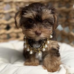 Violet - Chocolate and tan female Yorkshire Terrier puppy in Duncanville, Alabama from Bear Creek Dachshunds