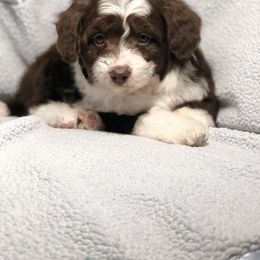 Aussiedoodle Puppies from Ohana Companions