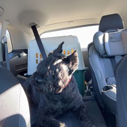 Inkie - Bouvier des Flandres