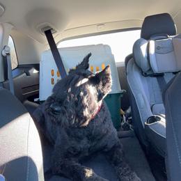 Inkie - Bouvier des Flandres
