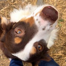 Maple - Miniature Australian Shepherd
