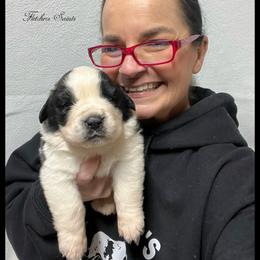 Pink Collar - Mahogany and white female Saint Bernard puppy in New Philadelphia, Ohio from Fletchers Saints