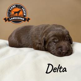 Delta - Chocolate female Labrador Retriever puppy in Dickson, Tennessee from Cane Creek Labradors