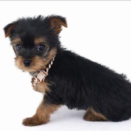 Rosita - Black and tan female Yorkshire Terrier puppy in North Huntington, Pennsylvania from Charz Dollz