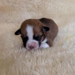 Girl 2 - female Pembroke Welsh Corgi puppy in Drain, Oregon from Sunnydale Corgis