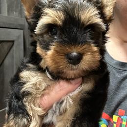 Boy 3 ( 1300) - Black and tan male Yorkshire Terrier puppy in Douglas, Georgia from Southern Georgia Yorkies and biewers