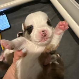 Zero (Dude) - Red male Pembroke Welsh Corgi puppy in New York, New York from Ad Astra NYC