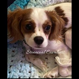 Cavalier King Charles Spaniel Puppies from Stonecoal Cavaliers