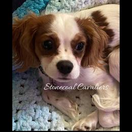 Cavalier King Charles Spaniel Puppies from Stonecoal Cavaliers