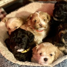 Companion Crosses, Mal-Shis, Maltipoos, and Morkies from Real Darling Pups