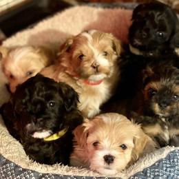 Companion Crosses, Mal-Shis, Maltipoos, and Morkies from Real Darling Pups