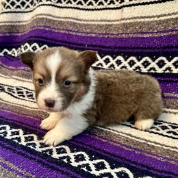 Purple Collar Boy Rusty - Sable male Pembroke Welsh Corgi puppy in Paris, Kentucky from Flat Run Corgis