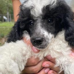 Messi - Parti male Poodle puppy in Florence County, South Carolina from Modern Family Standards