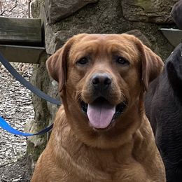Labrador Retriever Puppies from Bogs Edge Labradors