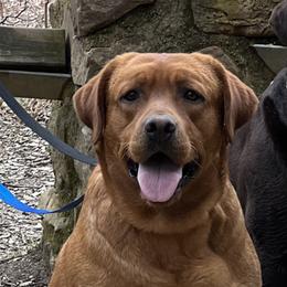 Labrador Retriever Puppies from Bogs Edge Labradors