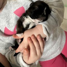 Boy 1 - Red and white male Shih Tzu puppy in Autryville, North Carolina from Carter Family Retrievers