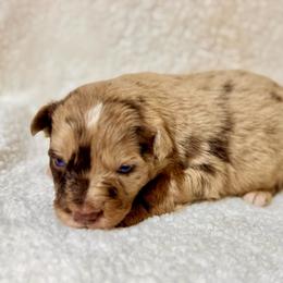 Merle male - Red merle male Miniature Australian Shepherd puppy in Lemon Cove, California from Magic Ranch Mini Aussies