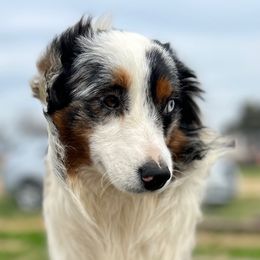 Rocket - Blue merle Miniature Australian Shepherd puppy in Granbury, Texas from Jubilee Acres