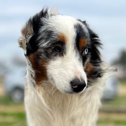 Rocket - Blue merle Miniature Australian Shepherd puppy in Granbury, Texas from Jubilee Acres