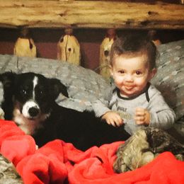 Miniature Australian Shepherd and Toy Australian Shepherd All Grown Up from 2Lazy2P Mini Aussies