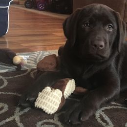 Labrador Retriever Puppies from Odie Acres Labradors