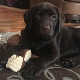 Labrador Retriever Puppies from Odie Acres Labradors