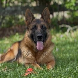 Ari - Black and red female German Shepherd puppy in Winchester, Kentucky from Drache Feld