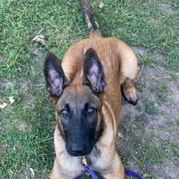 Belgian Malinois from Voodoo Child Kennels