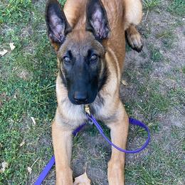 Belgian Malinois from Voodoo Child Kennels