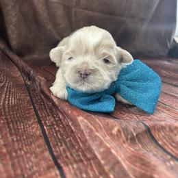 Dewey - White male Shih Tzu puppy in Manquin, Virginia from Koda Bears Cubs
