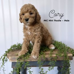 Bernedoodle, Cavapoo, Goldendoodle, and Poodle Puppies from Gypsi Doodles & Poodles