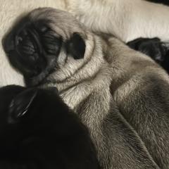Pugs from Sonja Wing