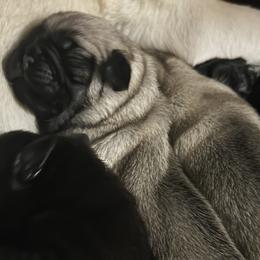 Pugs from Sonja Wing