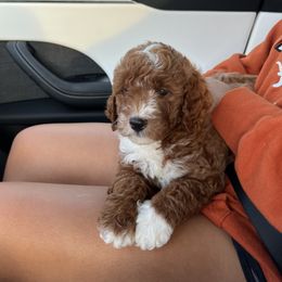 Bernedoodle and Goldendoodle Puppies from Hello Doodle Ranch