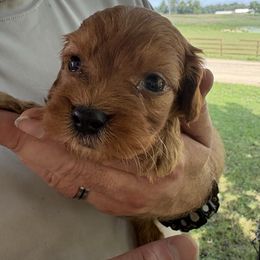 Bobby - Red male Cavapoo puppy in Osseo, Michigan from Smiths Fluffy butts