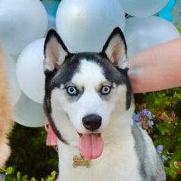 Pomskies from Wine Country Pomskies
