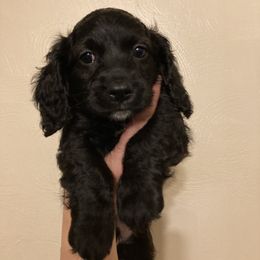 Cockapoo Puppies from Shimmer of Hope