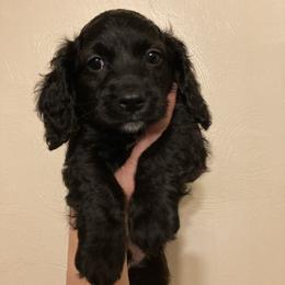 Cockapoo Puppies from Shimmer of Hope