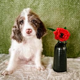 Poppy - Merle female Labradoodle puppy in Elizabeth City, North Carolina from Howdy Doodles