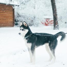 Kona - Siberian Husky