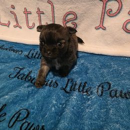 Sally, 2400 - Chocolate sabled fawn female Chihuahua puppy in Clarksville, Indiana from Fabulous little paws